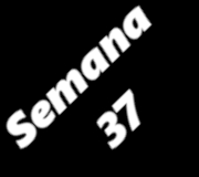 SEMANA37